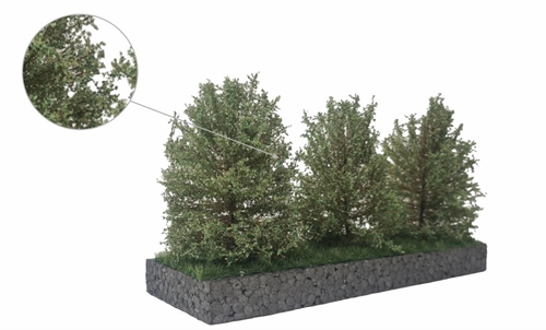 mbr 50-4015 Høje buske, hvid grønne, 7-11 cm, 3 stk
