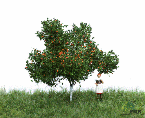 mbr 51-2304 Æbletræ, 7 cm, sommer